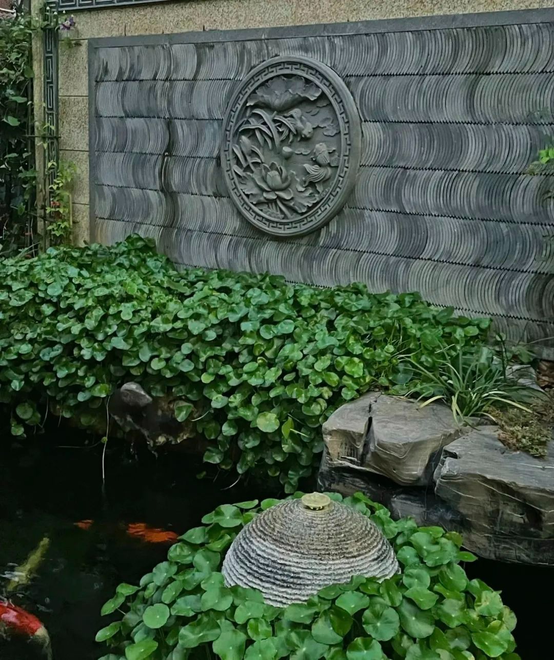 Trồng cây cảnh hút tiền trong nhà, làm 4 điều này lá to tròn, xanh bóng, càng nuôi càng giàu-7