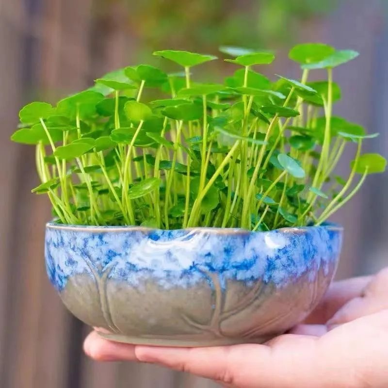 Trồng cây cảnh hút tiền trong nhà, làm 4 điều này lá to tròn, xanh bóng, càng nuôi càng giàu-9