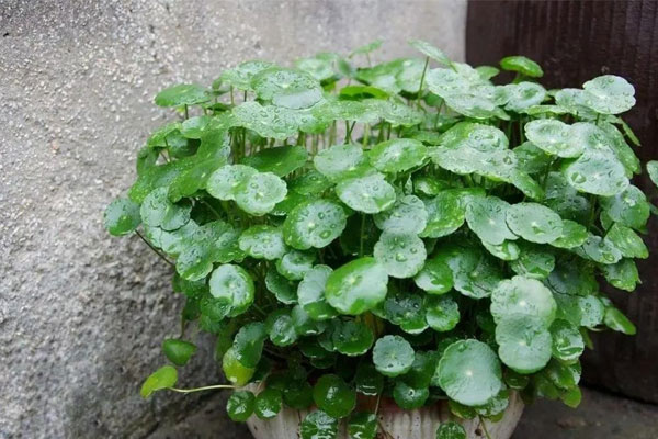 4 cây cảnh dây leo tuyệt đẹp, thích hợp trồng trong nhà, thiếu nắng hoa lá vẫn xanh tươi, rực rỡ-12