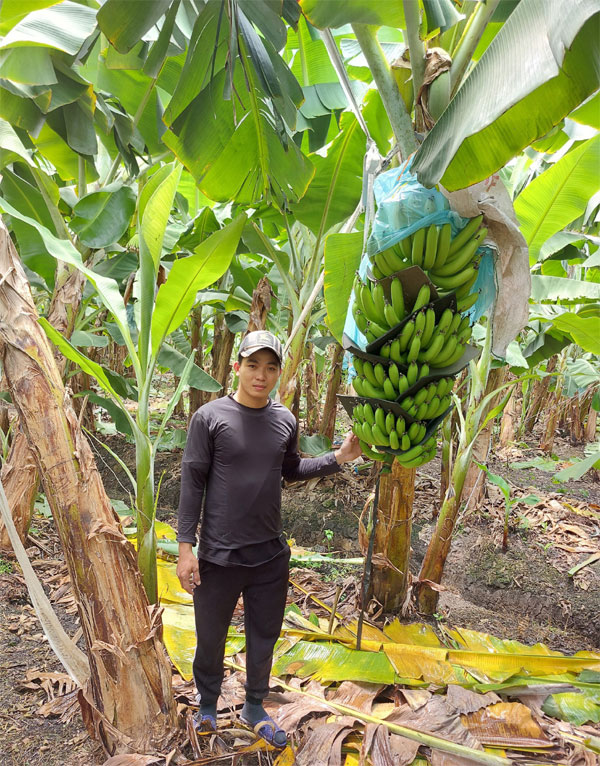 Hotboy nông dân Long An thu tiền tỷ khi trồng chuối già Nam Mỹ bán ra nước ngoài-1
