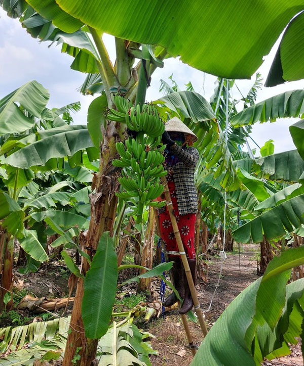 Hotboy nông dân Long An thu tiền tỷ khi trồng chuối già Nam Mỹ bán ra nước ngoài-2