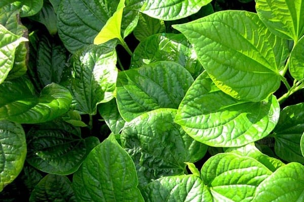 Giật mình trước những tác hại của rau mồng tơi ít người biết-2