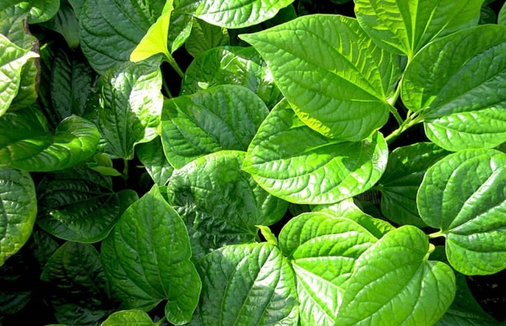 Lá lốt: Dùng đúng cách sẽ hiệu quả, sai cách sẽ độc hại-1