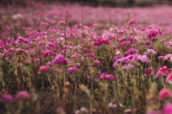 Tử vi tuần mới 15/5 - 21/5/2023: Tuổi Dần tranh đấu liên tiếp, tuổi Thân khẳng định vị thế-4