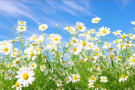 Tử vi tuần mới 15/5 - 21/5/2023: Tuổi Dần tranh đấu liên tiếp, tuổi Thân khẳng định vị thế