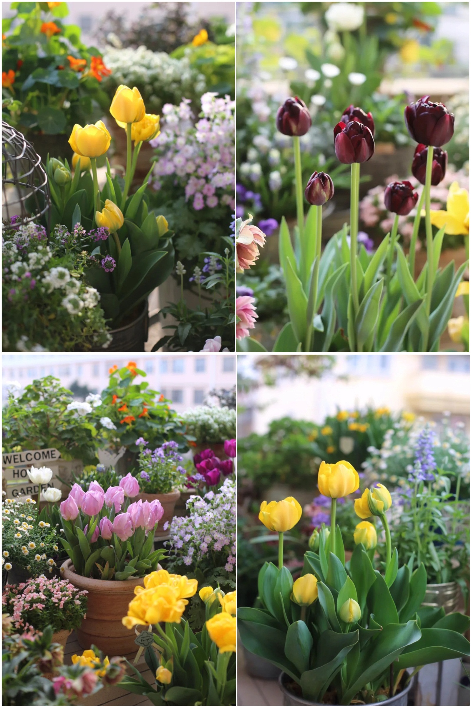 Hoa mắt trước khu vườn ban công rực rỡ sắc màu-1