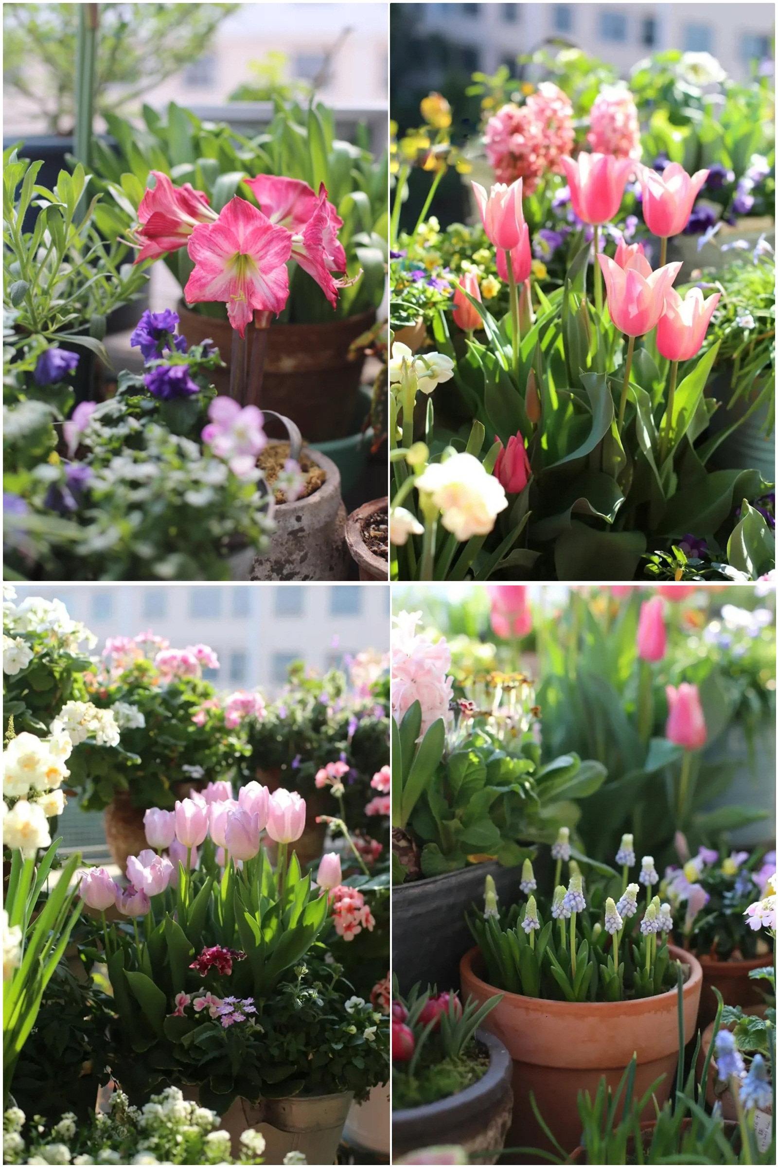 Hoa mắt trước khu vườn ban công rực rỡ sắc màu-2