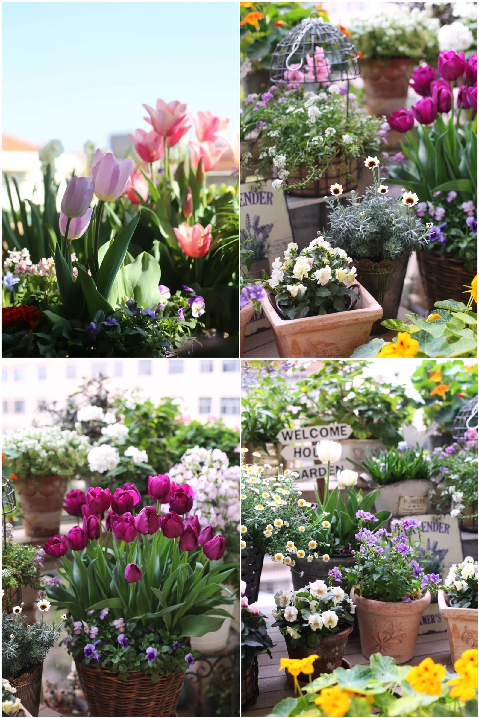 Hoa mắt trước khu vườn ban công rực rỡ sắc màu-3