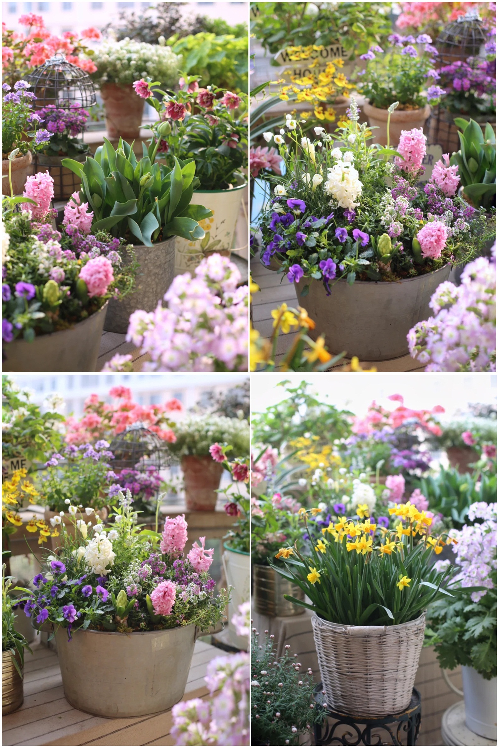 Hoa mắt trước khu vườn ban công rực rỡ sắc màu-5