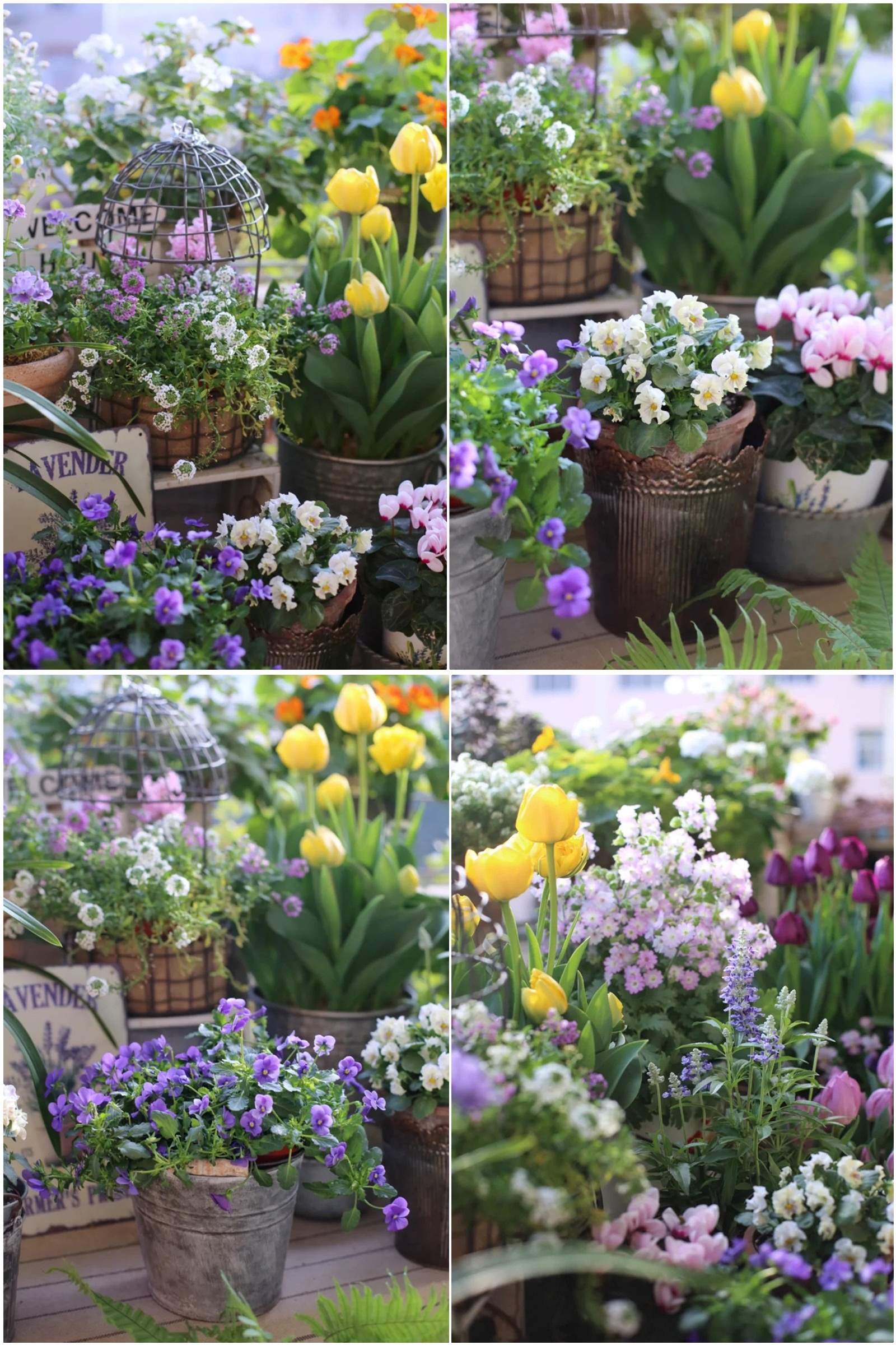 Hoa mắt trước khu vườn ban công rực rỡ sắc màu-7