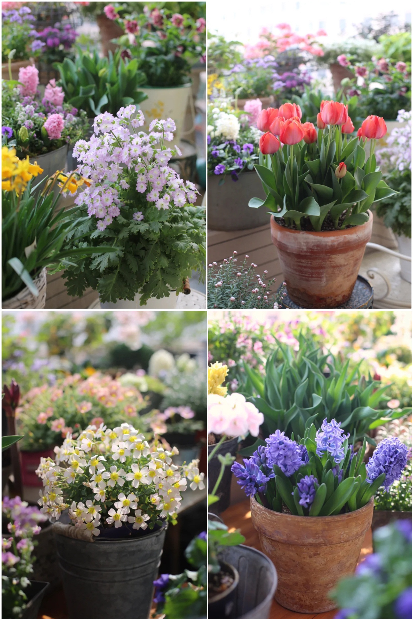 Hoa mắt trước khu vườn ban công rực rỡ sắc màu-8