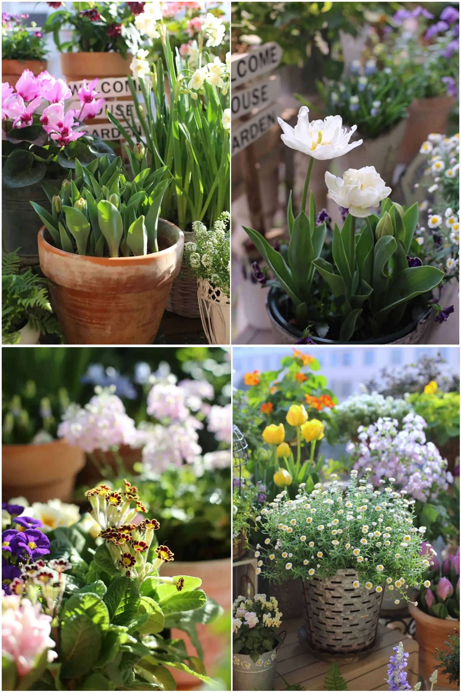 Hoa mắt trước khu vườn ban công rực rỡ sắc màu-9