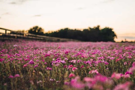 Tử vi ngày 15/5/2023: Tuổi Mão tự lực cánh sinh, tuổi Thìn được người giúp đỡ