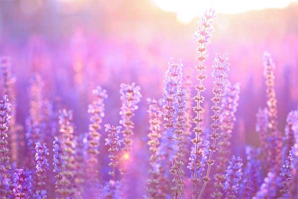 Tử vi ngày 15/5/2023: Tuổi Mão tự lực cánh sinh, tuổi Thìn được người giúp đỡ-3