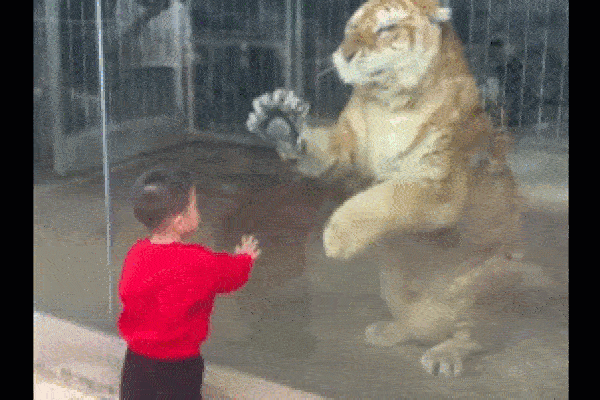 Clip: Bé trai 'đánh nhau' với hổ khổng lồ qua cửa kính và cái kết