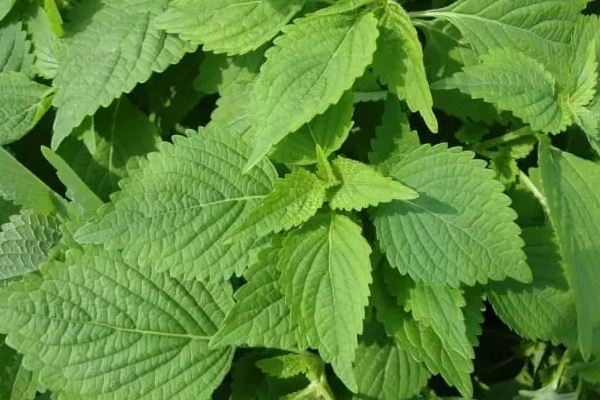 6 loại rau gia vị quen thuộc được coi là thần dược của sức khỏe-2