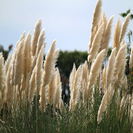 Kiếm cả chục triệu đồng mỗi tháng nhờ biến thứ bỏ hoang ngoài cánh đồng-1