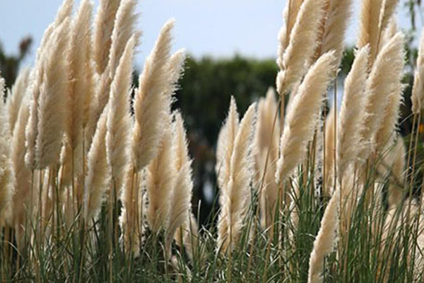 Một cân bí xanh giá không bằng cốc trà đá, người trồng méo mặt-3