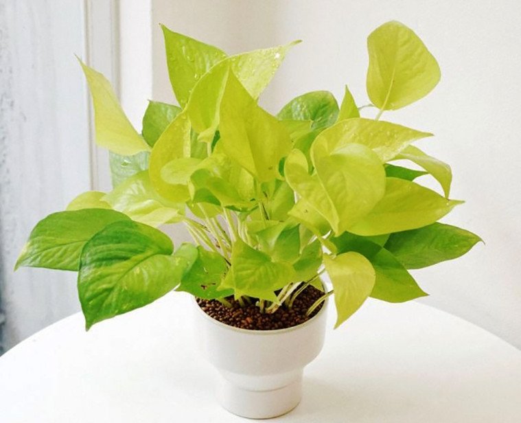 4 loại cây giúp nhiệt độ phòng giảm tới 10 độ, không cần dùng điều hòa nhà vẫn mát rười rượi-3