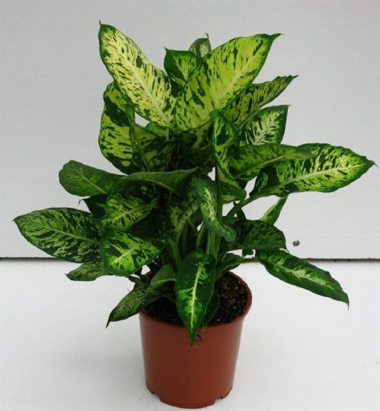 4 loại cây giúp nhiệt độ phòng giảm tới 10 độ, không cần dùng điều hòa nhà vẫn mát rười rượi-4