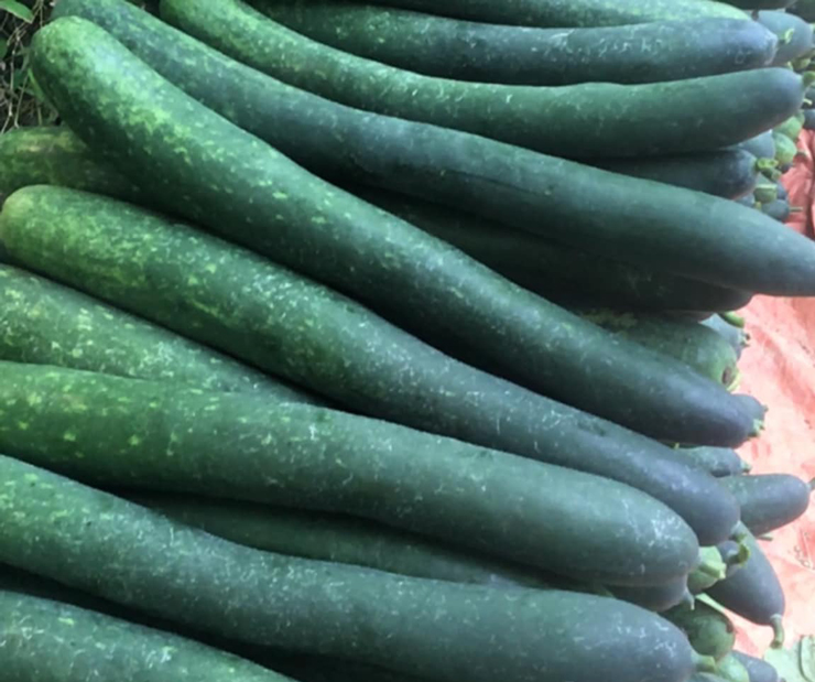 Một cân bí xanh giá không bằng cốc trà đá, người trồng méo mặt-2