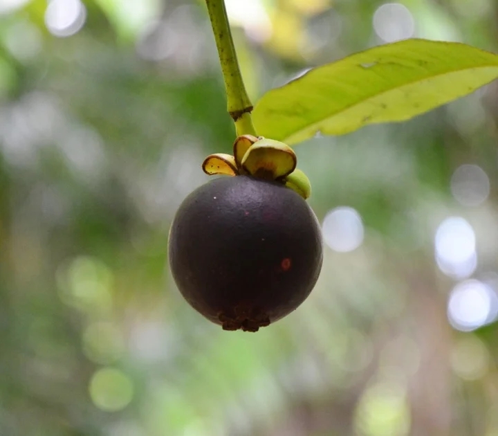 Ăn măng cụt đừng vứt vỏ, nó có công dụng thần kỳ không nhiều người biết-1