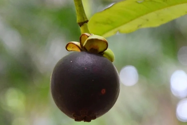 Bên trong vựa măng cụt tiêu thụ hơn 1 tấn mỗi ngày ở TP.HCM, sinh viên làm thêm kiếm tiền triệu-6