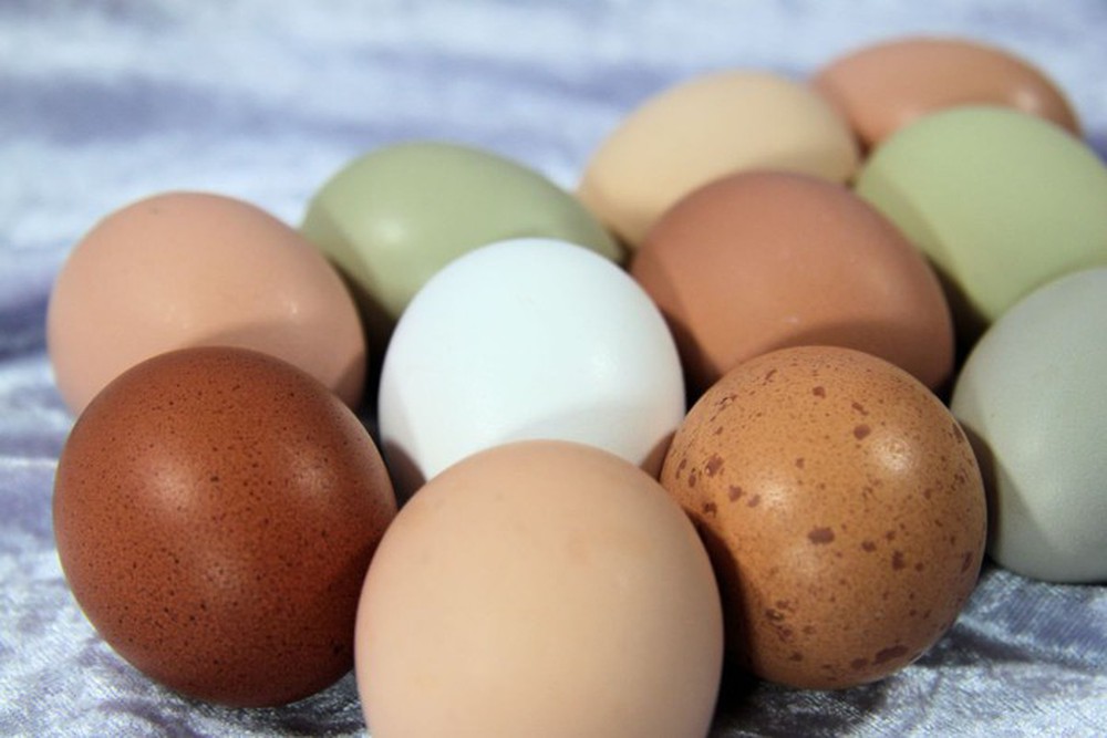 Trứng gà vỏ nâu hay vỏ trắng bổ dưỡng hơn?-1