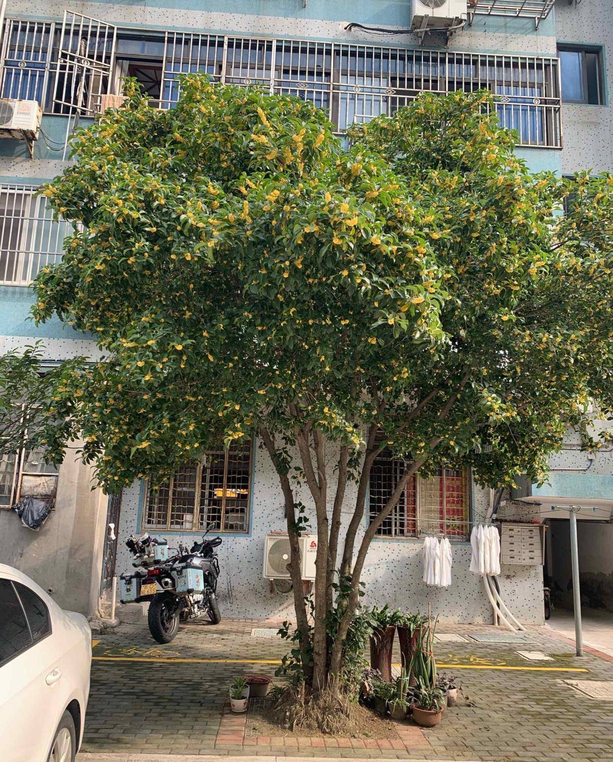 Người xưa dặn: 5 cây không vào sân, gia đình thịnh vượng, con cháu giàu có ba đời-1