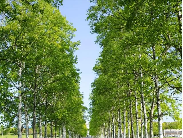 Người xưa dặn: 5 cây không vào sân, gia đình thịnh vượng, con cháu giàu có ba đời-5