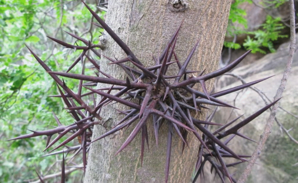 Người xưa dặn: 5 cây không vào sân, gia đình thịnh vượng, con cháu giàu có ba đời-7