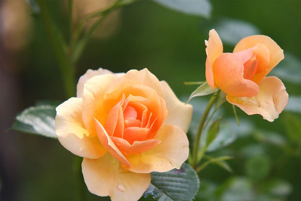 Tử vi ngày 16/5/2023: Tuổi Tỵ vận tài tăng tiến, tuổi Hợi sự nghiệp rộng mở-4