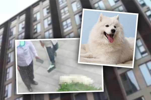 Cãi nhau với bạn gái, người đàn ông ném chó từ tầng 7 xuống đất-3