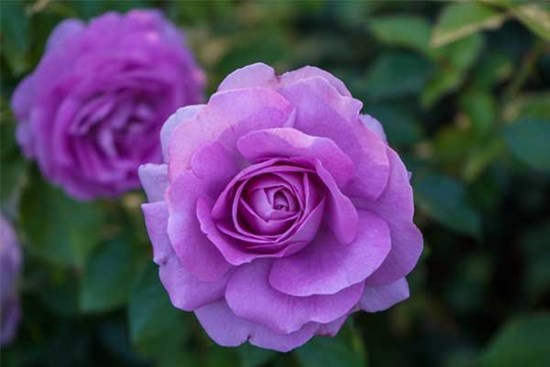 Tử vi ngày 16/5/2023: Tuổi Tỵ vận tài tăng tiến, tuổi Hợi sự nghiệp rộng mở