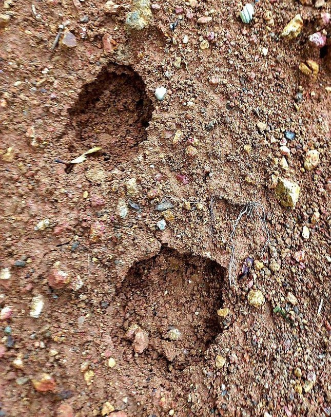 Người dân lại trình báo nhìn thấy thú hoang dã giống hổ ở Lâm Đồng-2