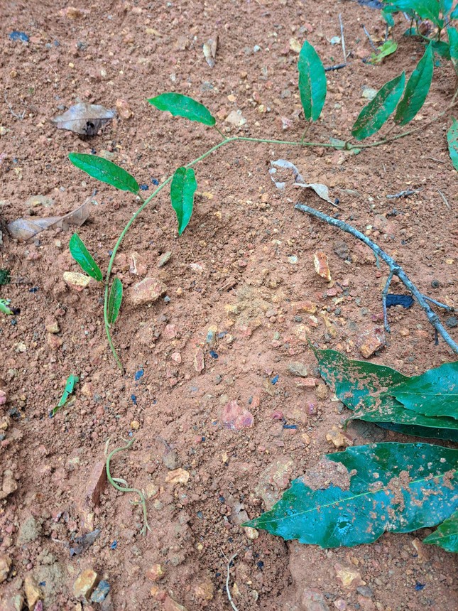 Người dân lại trình báo nhìn thấy thú hoang dã giống hổ ở Lâm Đồng-3