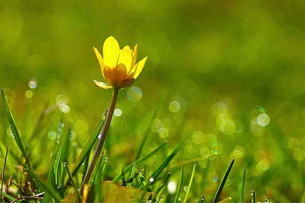 Tử vi ngày 17/5/2023: Tuổi Sửu may mắn bất ngờ, tuổi Tuất sẽ có tin vui-1