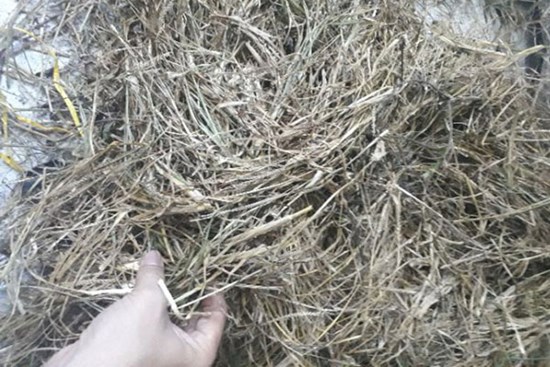 Loại cỏ dại mọc đầy đường bỗng được thu mua giá 70.000 đồng/kg