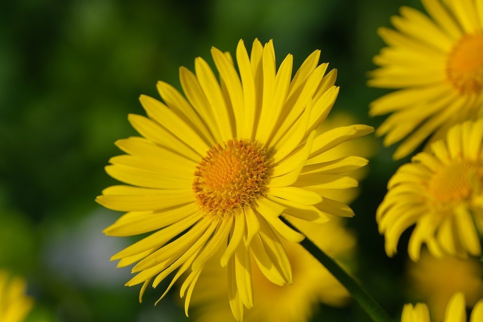 Tử vi ngày 17/5/2023 của 12 cung hoàng đạo: Bạch Dương sáng tạo, Sư Tử kiên nhẫn-3