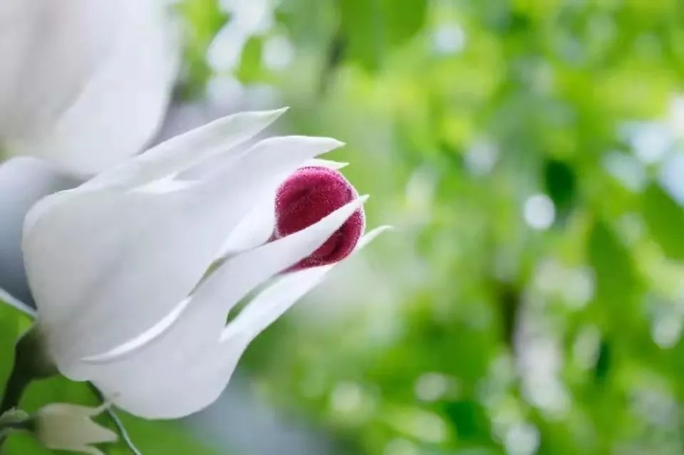 4 cây cảnh dây leo tuyệt đẹp, thích hợp trồng trong nhà, thiếu nắng hoa lá vẫn xanh tươi, rực rỡ-2