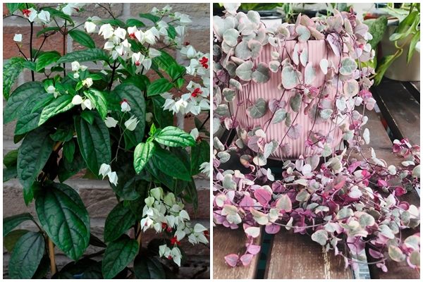 Vì sao nên để cây kim tiền ở trong nhà?-3