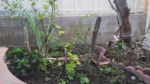 Bất ngờ nhận lời cầu hôn sau 10 năm chung sống và có hai con, Thu Phương và Dũng Taylor hiện sống ra sao bên Mỹ?-11