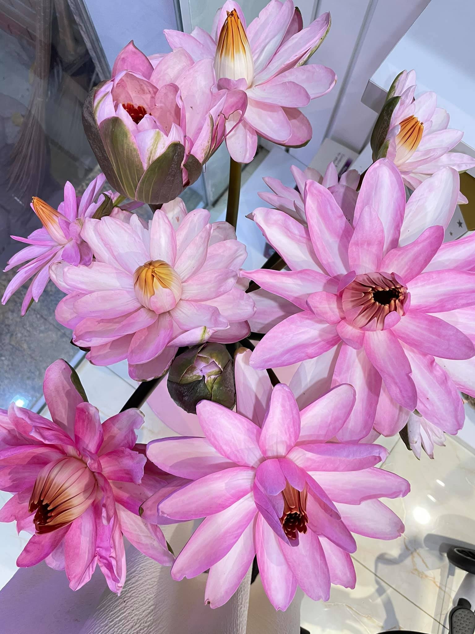 Mẹ 1 con chia sẻ kinh nghiệm dưỡng hoa, giúp bông nào bông nấy cũng nở đều tăm tắp-5