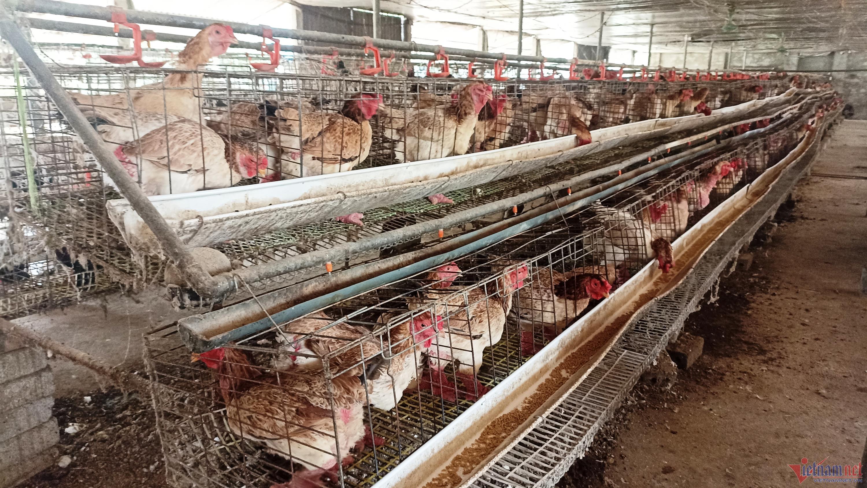 Thầy giáo về hưu nuôi gà Đông Tảo, thu tiền tỷ mỗi năm-2