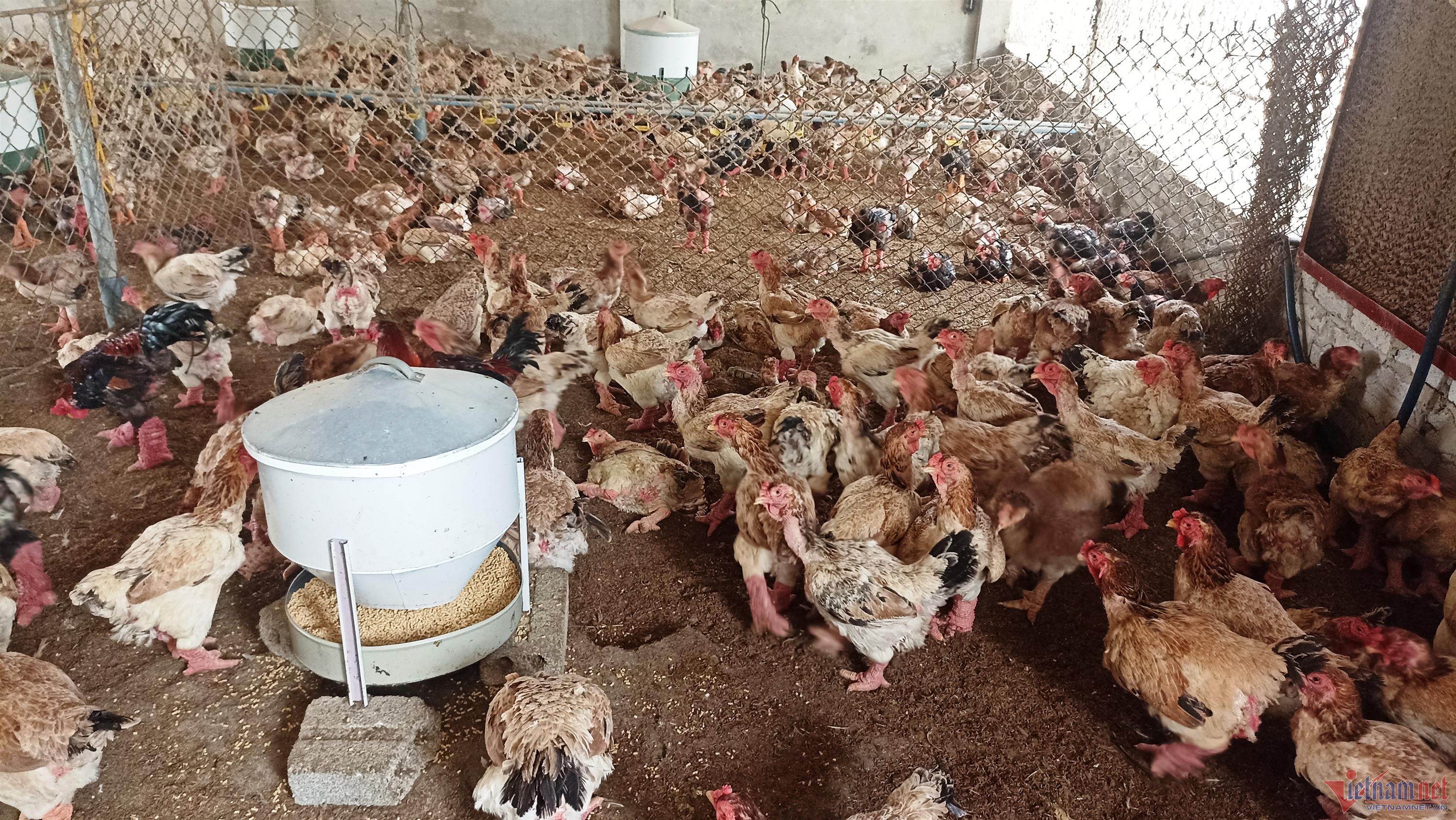 Thầy giáo về hưu nuôi gà Đông Tảo, thu tiền tỷ mỗi năm-3