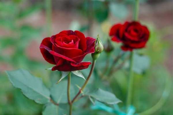 Cuối tháng 5, 3 con giáp gặp được quý nhân, dù khó khăn vẫn vươn lên mạnh mẽ-1