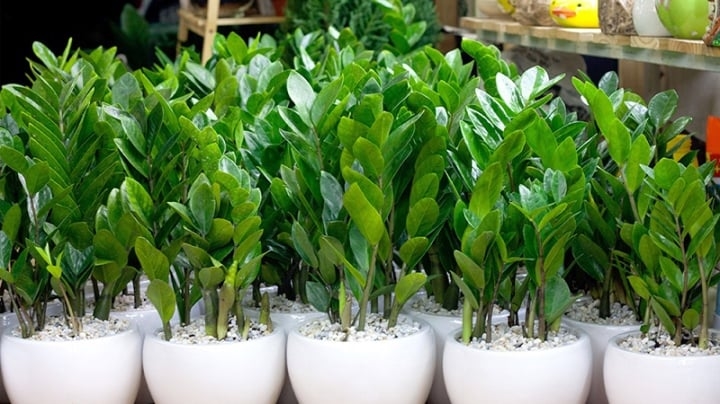 Vì sao nên để cây kim tiền ở trong nhà?-2