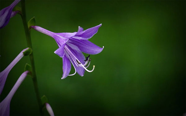 Tử vi ngày 18/5/2023: Tuổi Mão chớ vội bi quan, tuổi Dậu dễ bị lừa lọc-2