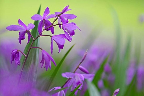 Tử vi ngày 18/5/2023: Tuổi Mão chớ vội bi quan, tuổi Dậu dễ bị lừa lọc