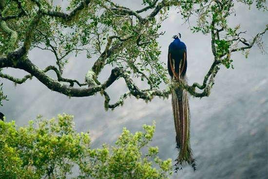 Người sinh ngày Âm lịch này sớm có bước phát triển trong sự nghiệp, làm ăn phát đạt, tài lộc dồi dào